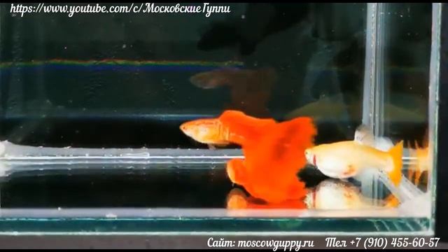 RED KOBRA ALBINO GUPPY / ГУППИ КРАСНАЯ КОБРА АЛЬБИНО