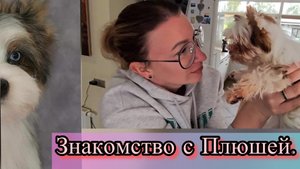 Доставка щенка. Знакомство. #плюша #цветноййорк #щеноквдоме #доставка #щенок #встреча #собака #dog