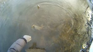 COIЛ. Part 3. Елец и язь зимой на микроджиг