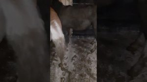 Откорм жеребят