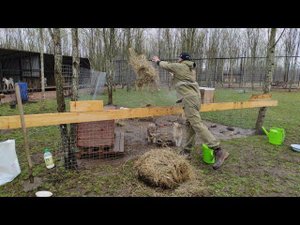 ГИБРИДЫ ВОЛКА впервые увидели СОЛОМУ. ВОЛЧИЙ хор в ПАРКЕ СЕВЕРНЫХ ВОЛКОВ