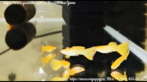 GUPPY YELLOW KOBRA ALBINO - гуппи желтая кобра альбинос.