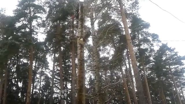 Вырубка дерева по частям в Пушкино, мкрн. Заветы Ильича - www.pro-alpinizm.ru