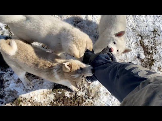 Где Купить Щенка Волэнда