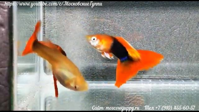 GUPPY TUXEDO RED БЕРЛИНЦЫ - 5 месяцев