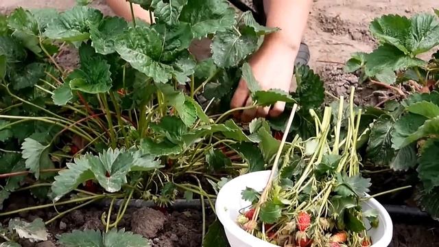 Земклуника Купчиха