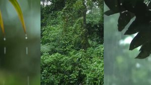 Тройная расслабляющая музыка Звук из тропического леса (1 часа)