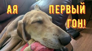 Русская гончая Ая - первый гон!