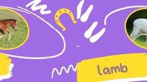 Baby animals