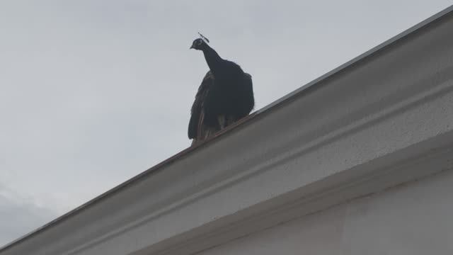 Один день из жизни туристов в СОЧИ, сентябрь 2024 года. смотреть онлайн