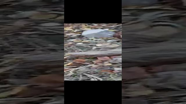 Удивительная встреча