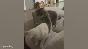 приколы с котами 8