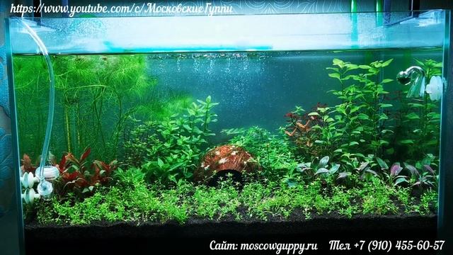 ДОМАШНИЙ АКВАРИУМ ДЛЯ ГУППИ. 7 и 14 дней после запуска./A HOME AQUARIUM. 7 and 14 days after launch.