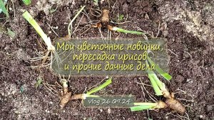 Пересаживаю ирисы, формирую цветники с новыми цветами, красивое | vlog  дача как есть  26.09.2024