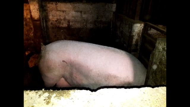 ОПОРОС (продолжение,как покрыть свинью.) смотреть онлайн