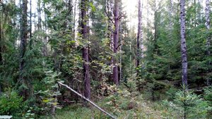 Осень Матроскин поёт песню