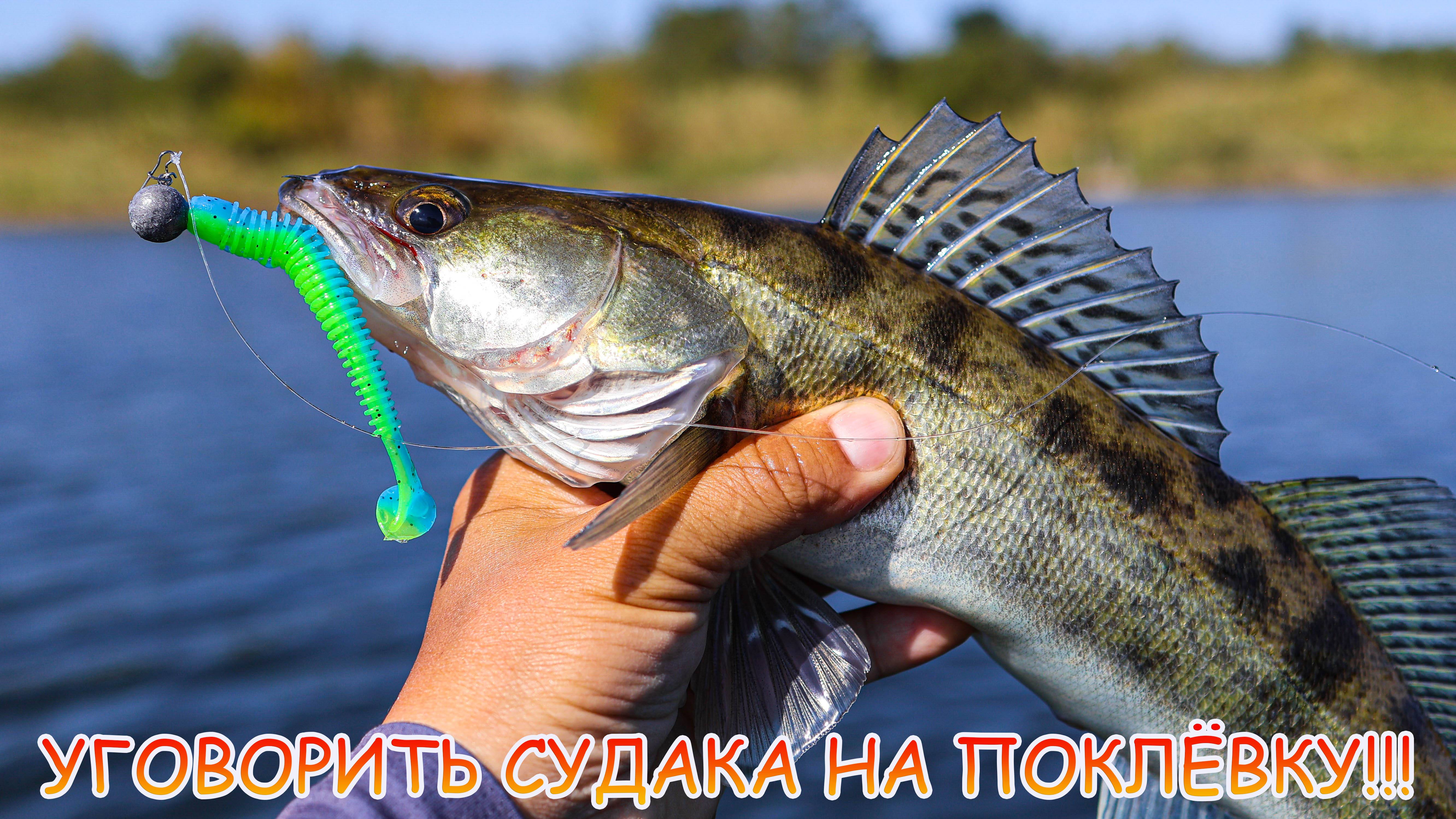 Окунь и судак на джиг! Как уговорить на поклёвку?