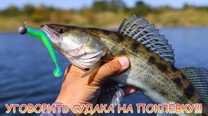 Окунь и судак на джиг! Как уговорить на поклёвку?
