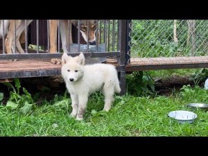 Недельное отлучение из парка Волков. Волк Акела воспитывает маленьких Гибридов.