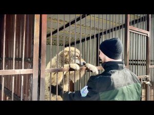Волк Акелла охотился на друга, а напал на меня. Новый помощник для парка Северных Волков.