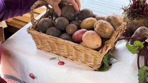 Как вырастить большой урожай картошки?
