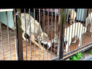 Волк Братиш и Волэнд Луия не могли жадно поделить кусок мяса. Волки и Волэнды ужинают.