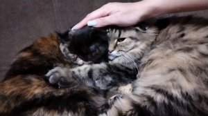 Гладим котиков правильно