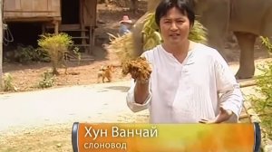 Галилео  Как сделать бумагу из слоновьего навоза?