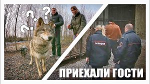 Волк и Волэнд - БОРЬБА ЗА МЯСО. Парк закрыт, но у нас гости