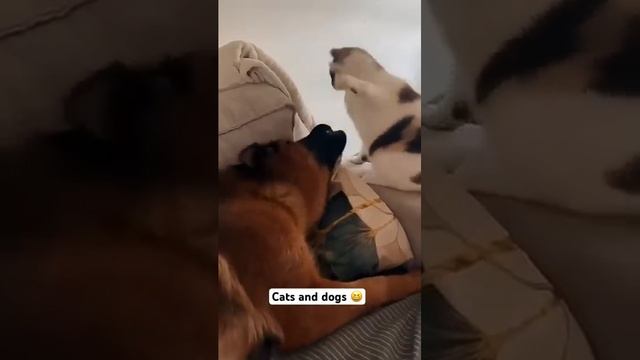 Кошки и собаки 🐶😼 #смешныеживотные #кошки #собаки #кошачьишорты #собачьишорты #видеошорт
