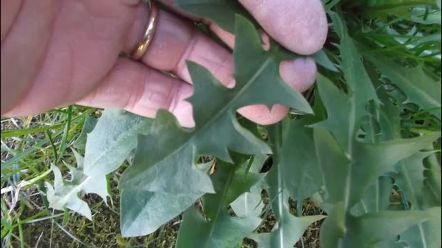 Erbe spontanee a scopo alimentare: raccolta e uso. Parte prima смотреть онлайн