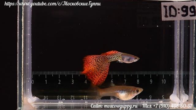 METAL LACE GUPPY / ГУППИ ЧЕРНОГОЛОВКА – ЧЕМПИОНЫ МИРА 2021 года