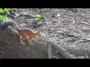 Белочка в парке Тишино. Ижевск