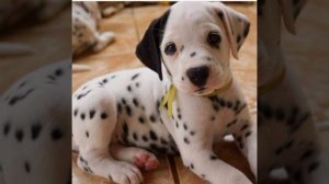 Песня про кошек и собак (по отдельности и вместе)