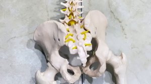 Spinal Injections for Lower Back Pain, Epidural Steroid Injection for Sciatica, Spine Injection