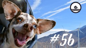 ПРИКОЛЫ С ЖИВОТНЫМИ ДО СЛЕЗ / Смешные КОТЫ / Приколы с ДОМАШНИМИ ПИТОМЦАМИ / Funny ANIMALS video#56