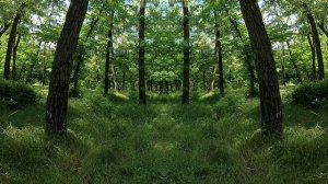 "ДНЕВНИК ВЕДЬМЫ" (41 часть) автор: книги стихов музыки песен Илона Луна Титова - Ясинская 2021г