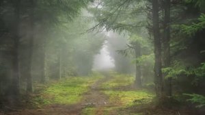 Страшная история. Последний день в лесу.