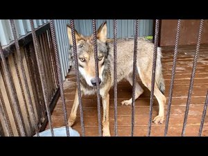 Волк Братиш после наркоза, его поведение. Маленькие гибриды решают кому достанется кусок кости.