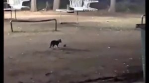 чтобы с поимать лягушку , надо думать как лягушка.
