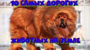 10 самых дорогих животных на земле!