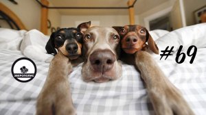 ПРИКОЛЫ С ЖИВОТНЫМИ ДО СЛЕЗ / Смешные КОТЫ / Приколы с ДОМАШНИМИ ПИТОМЦАМИ / Funny ANIMALS video#69