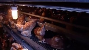 Галилео  Что такое биояйца?