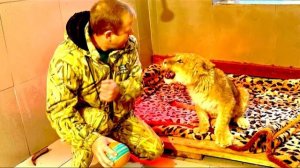 Олег Зубков стал вырабатывать у львенка яСимбы ЛЬВИНЫЙ ХАРАКТЕР, чтобы он мог за себя постоять потом