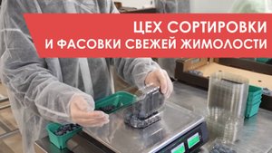 Цех сортировки и фасовки свежей жимолости