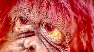 Дана ЭТО ЧЕЛОВЕК, такого обиженного и осознанного взгляда я у орангутана НИКОГДА НЕ ВИДЕЛА!