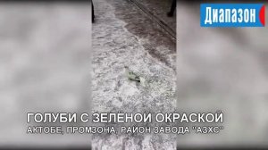У голубей в промзоне зелёный налет на перьях. Город Актобе