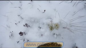 Галилео. Морс