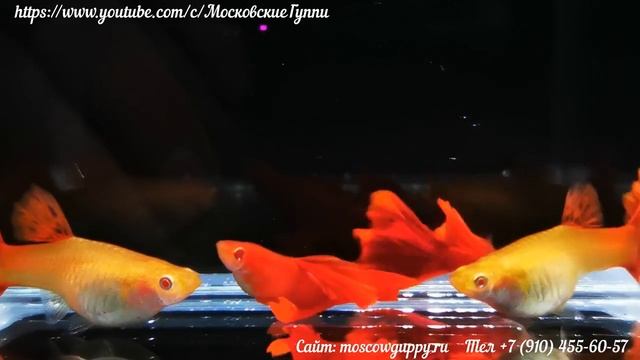 GUPPY FULL RED ALBINO - ГУППИ ПОЛНЫЙ КРАСНЫЙ АЛЬБИНОС