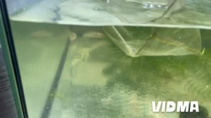 Купил 10 аксолотлей на разводню. Содержание, кормление аксолотля. Аксолот, водяной дракончик Лунтик